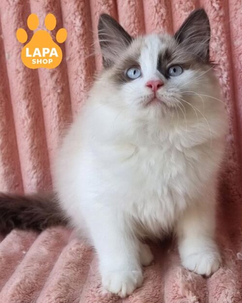 котик породи невська маскарадна