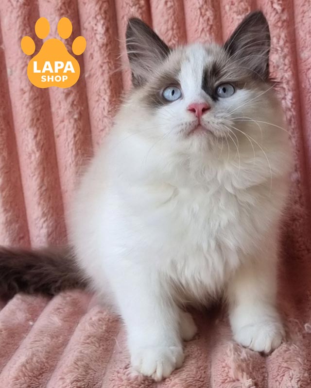 котик породи невська маскарадна