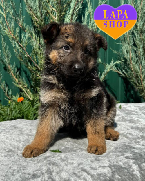 чепрачна німецька вівчарка