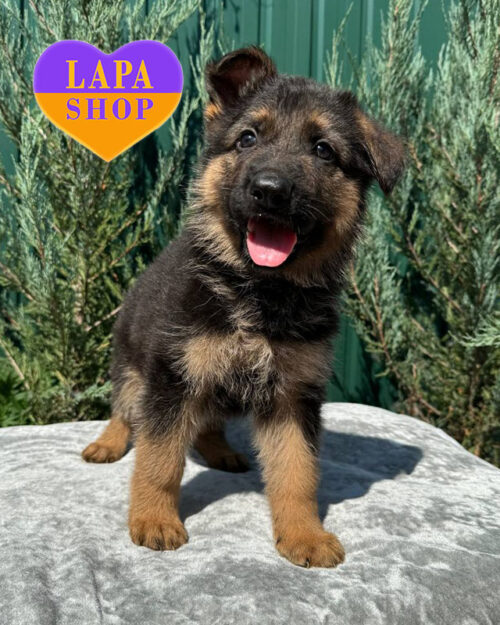 чепрачная немецкая овчарка