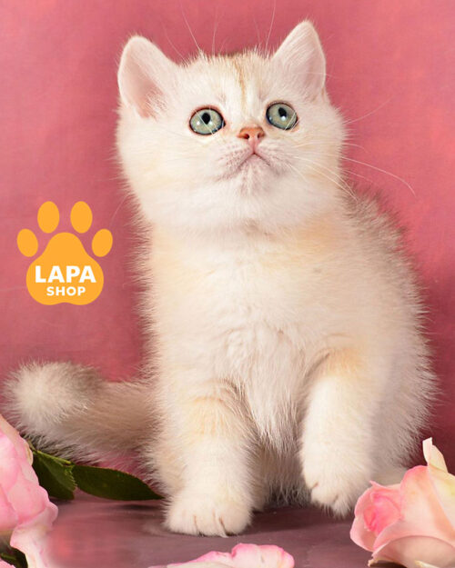 шоколадний сріблястий скотіш-страйт