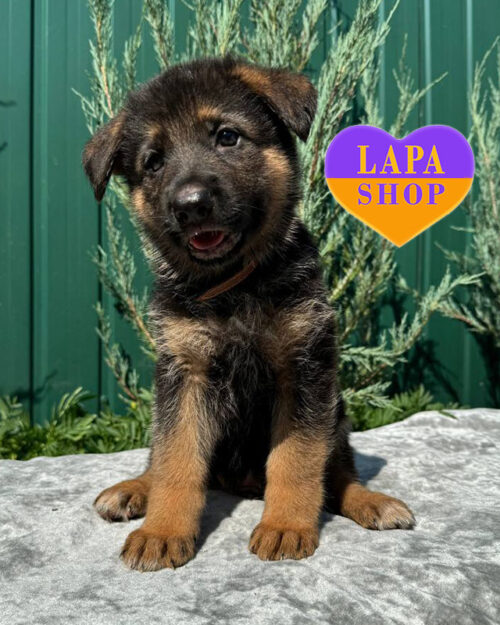 чепрачна німецька вівчарка