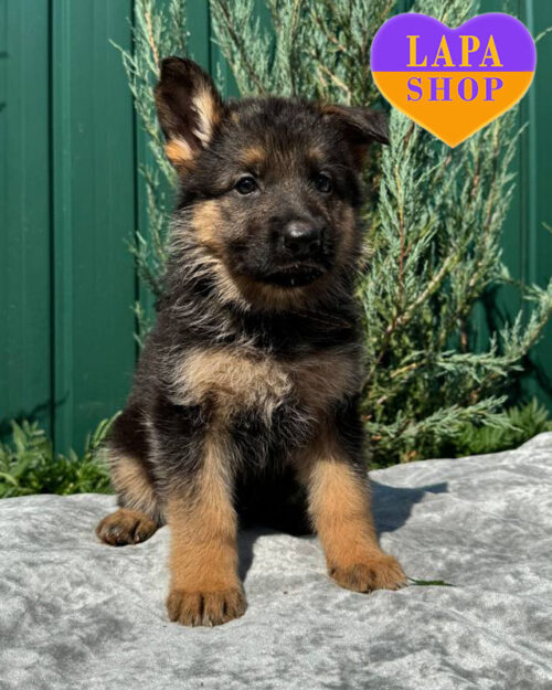 чепрачна німецька вівчарка