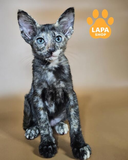 черепахова орієнтальна кішка