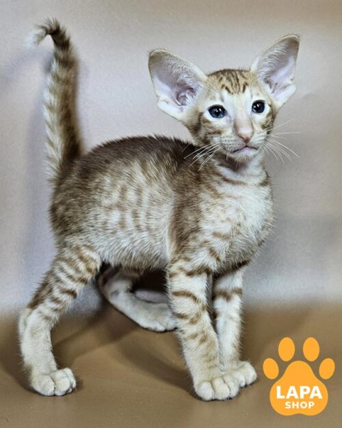 рудий орієнтал