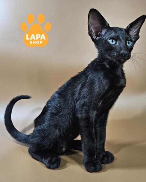 чорний орієнтал