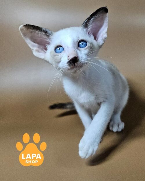 орієнтальна кішка сіамського забарвлення