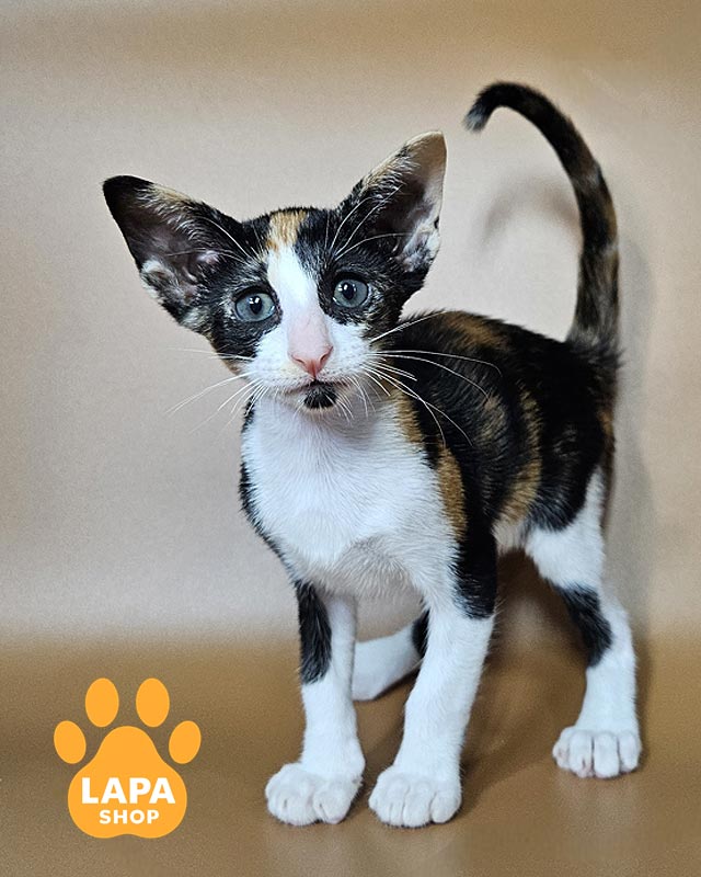 черепахово-біла орієнтальна кішка