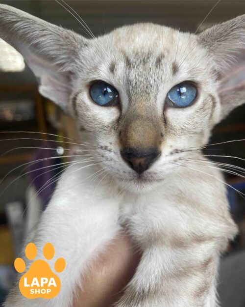 oriental kitty of siamese color <br> <br> <br>