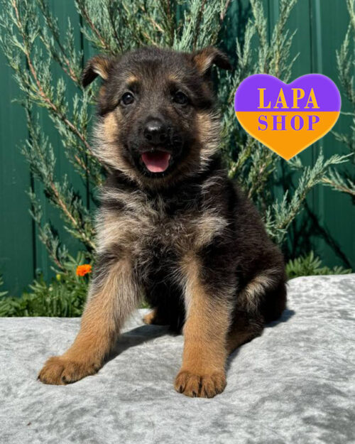 чепрачна німецька вівчарка