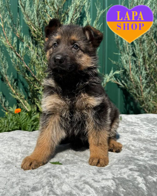 чепрачная немецкая овчарка