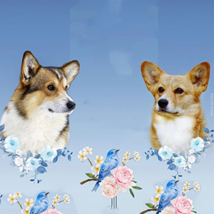 Невероятно красивый мальчик породы вельш корги пемброк parents 10