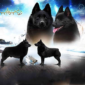 Елегантна леді породи шипперке в чорній шубці parents 7