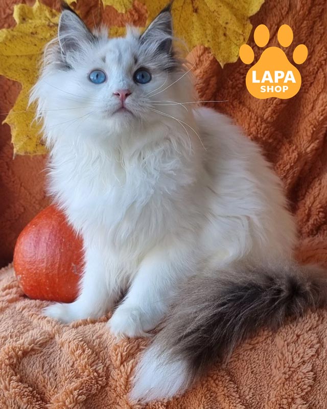 невська маскарадна кішка