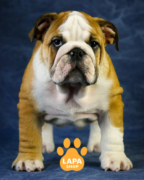 рудо-білий англійський бульдог