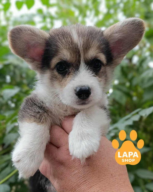 рудо-білий вельш коргі пемброк