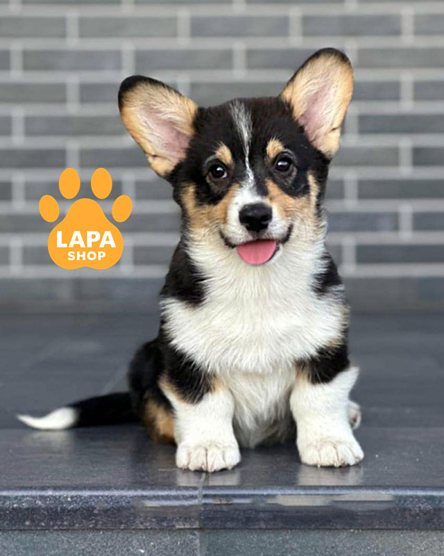 триколорний вельш коргі пемброк