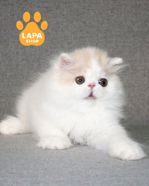 cream and white Persian cat