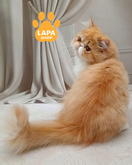 біло-руда перська кішка