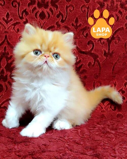 біло-рудий перс