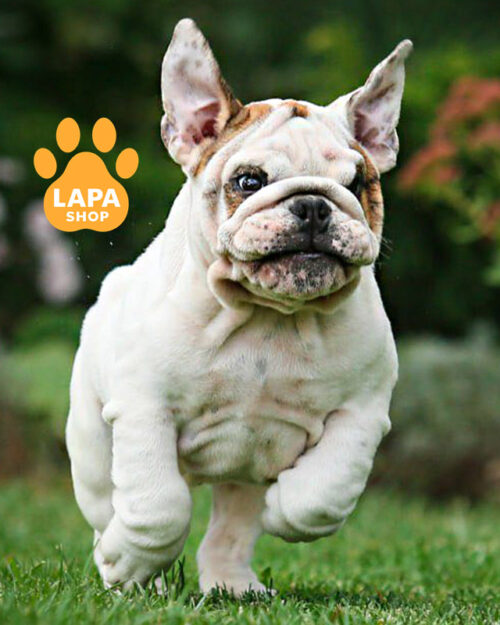 біло-рудий англійський бульдог