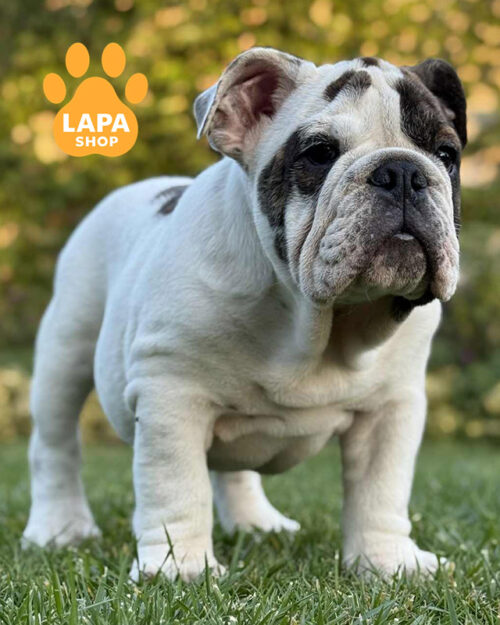 біло-рудий англійський бульдог