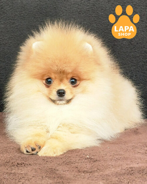 померанський шпіц забарвлення оранж