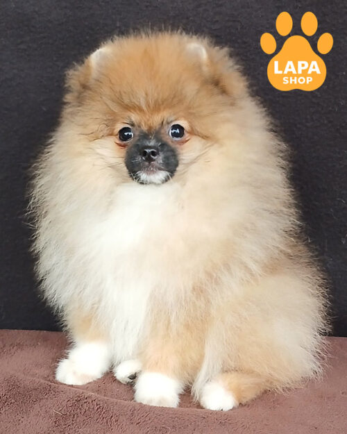 померанський шпіц