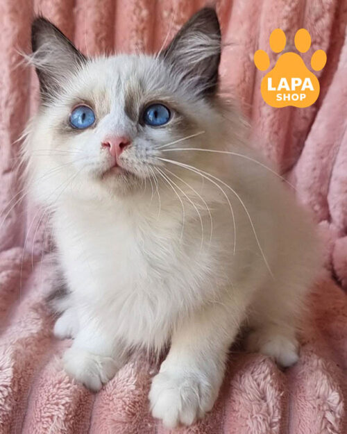 невська маскарадна