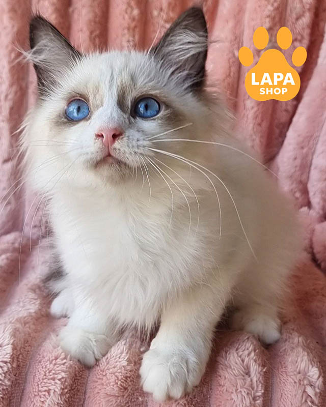 невська маскарадна