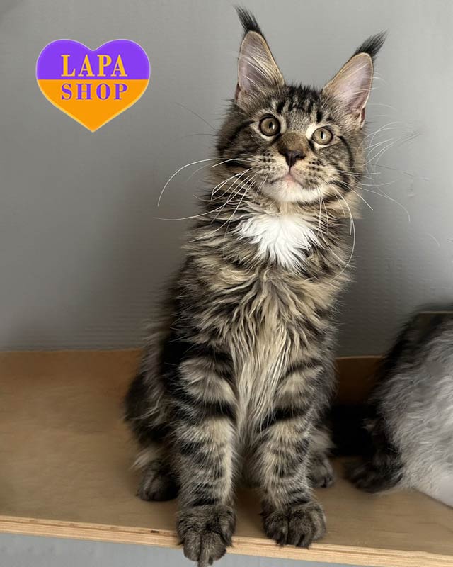 Порода кошек мейн-кун: плюсы и минусы, характер и особенности prince100