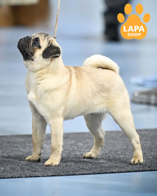 палевий мопс