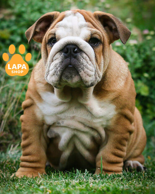 рудо-білий англійський бульдог