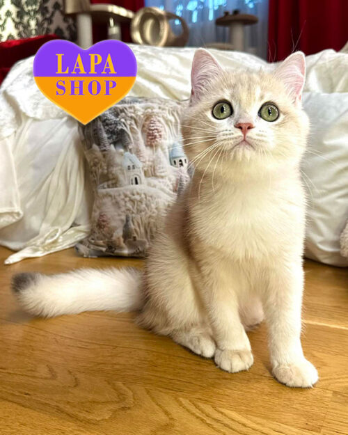 блакитна золота британська довгошерста