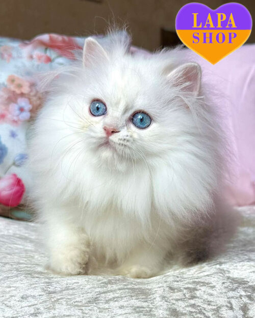 блакитна золота британська довгошерста