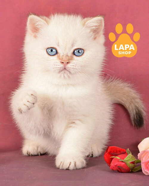 шоколадна золота британська короткошерста