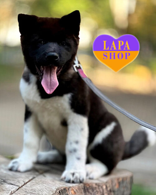 черно-белая американская акита