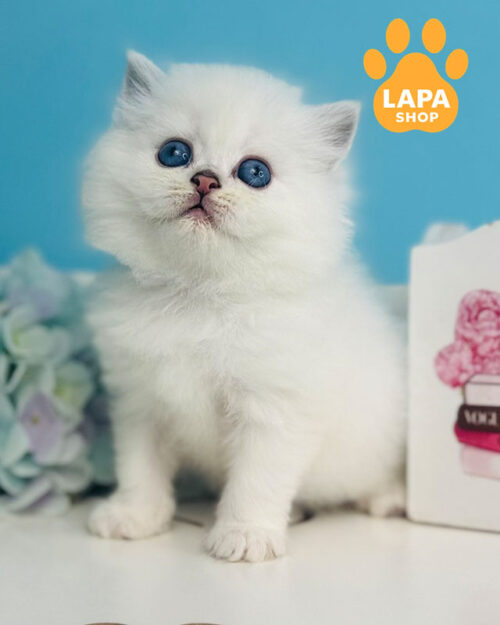 чорний сріблястий хайленд-страйт