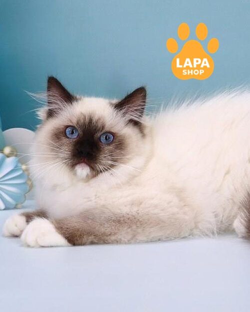 сіл мітед регдол