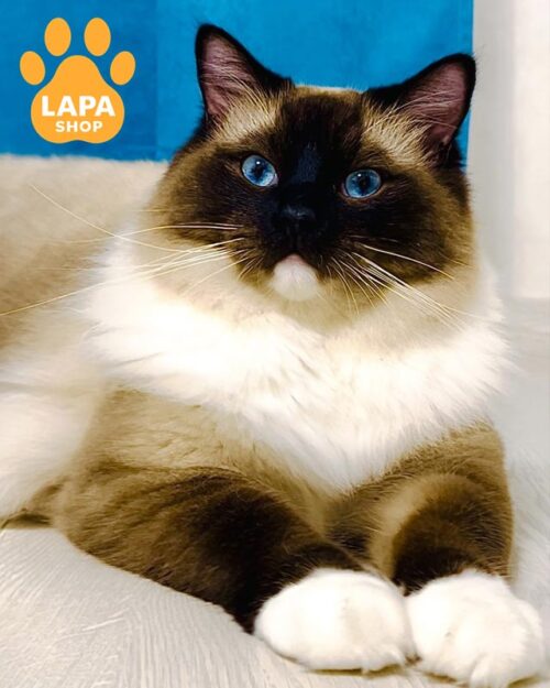 котик регдол