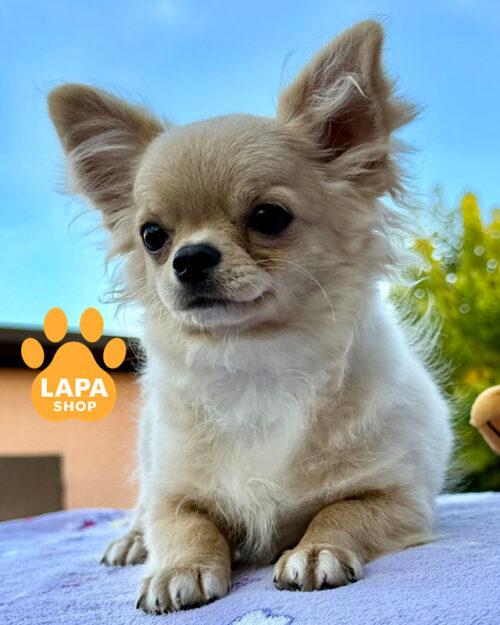 білий чихуахуа