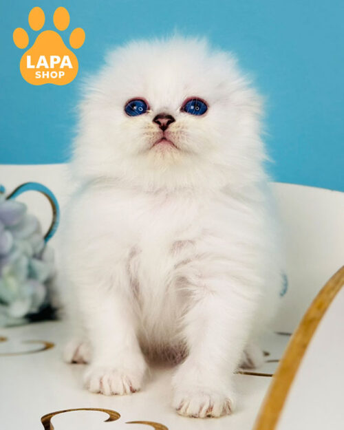 чорний сріблястий хайленд-фолд