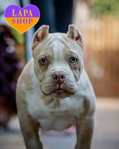 лиловый американский булли