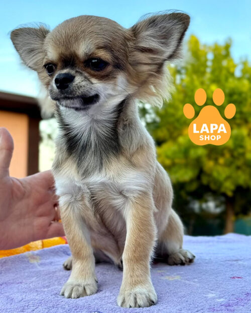 палеве чихуахуа