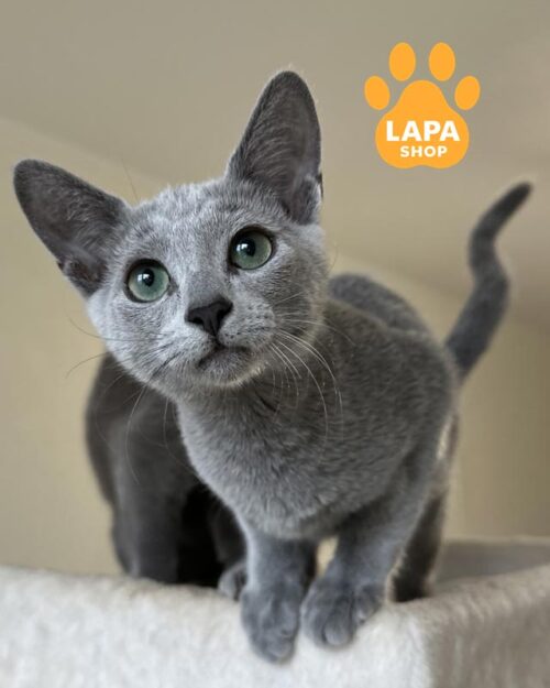 російська блакитна кішка