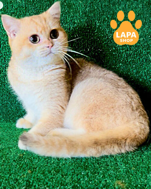 шоколадна золота британська короткошерста