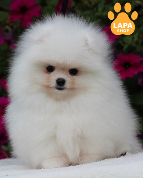 белый померанский шпиц