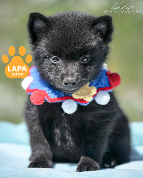 черный шипперке