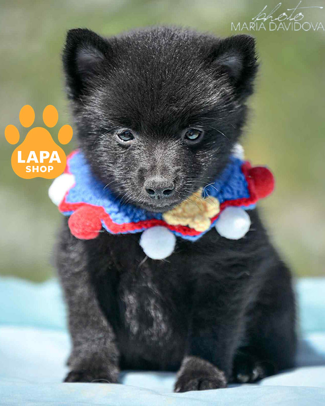 чорний шипперке