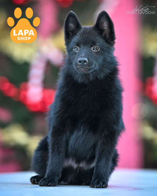 чорний шипперке